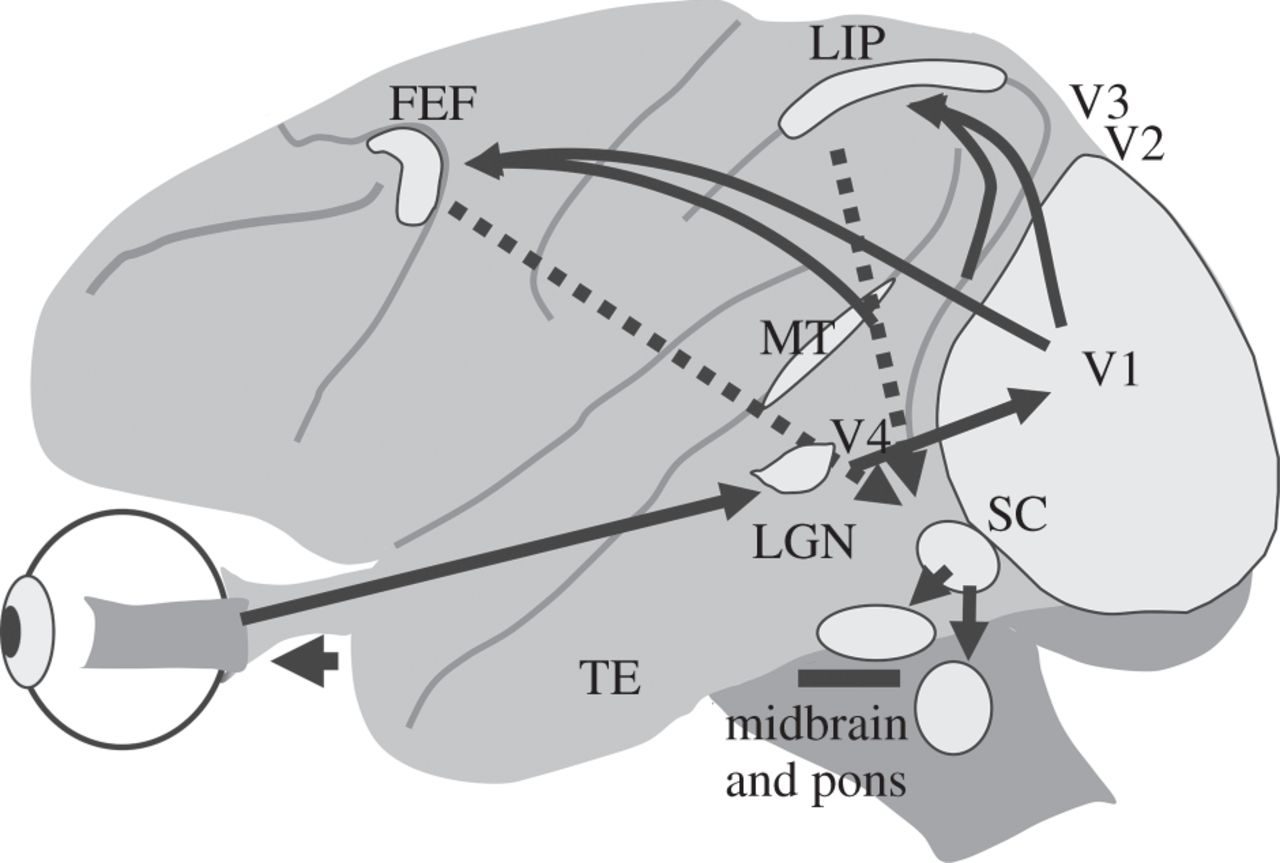 Side-view diagram of a monkey brain with arrows showing signals traveling from the eye through visual areas to the frontal eye field and the superior colliculus