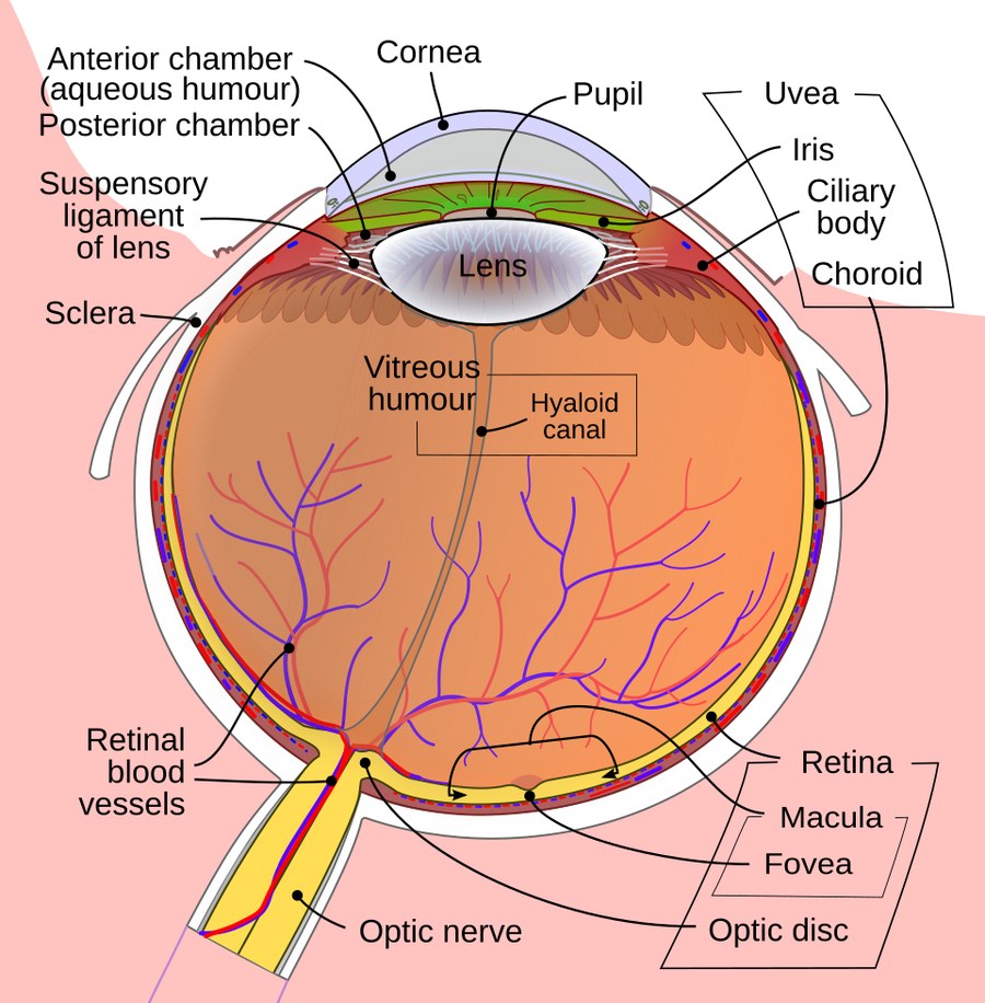 Labeled cross-section diagram of the human eye showing the cornea, lens, retina, macula, fovea, and optic nerve